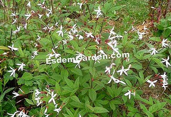Gillenia trifoliata, nježnost i robusnost - Gillenia trifoliata Zasluga: N. Vialard