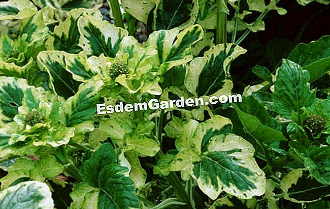 Rumput St. Barbara (Barbarea vulgaris 'Variegata') - (yang) Rumput St. Barbara (Barbarea vulgaris 'Variegata')