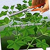 歯のゼラニウム・アイビー - (アイビー) 茎の先端を切る