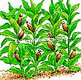 Tuai dan simpan jagung hiasan - (tuai) Buah berwarna-warni dan hiasan