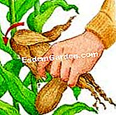 Tuai dan simpan jagung hiasan - (jagung) Pilih telinga jagung dekoratif