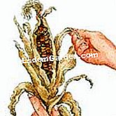 Tuai dan simpan jagung hiasan - (jagung) Buka corolla