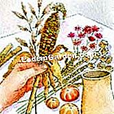 Tuai dan simpan jagung hiasan - (simpan) Simpan hiasan jagung
