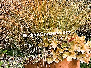 Heucheres (Heuchera): ๋ฐ๊ฒฌํด์ผ ํ ํ์ข
- ์์ต๋๋ค ํด ์ฒด๋ผ ์นด๋ผ๋ฉ-F. Marre-Rustica
