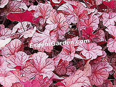 Heucheres (Heuchera): ๋ฐ๊ฒฌํด์ผ ํ ํ์ข
- ์์ต๋๋ค Heuchera 'Pinot Gris'-F. Marre-๋ฃจ์คํฐ์นด