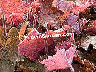 Heucheres (Heuchera): ๋ฐ๊ฒฌํด์ผ ํ ํ์ข
- Heuchรจre Heuchera 'Brownies'-F. Marre-๋ฃจ์คํฐ์นด