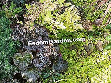 Heucheres (Heuchera): ๋ฐ๊ฒฌํด์ผ ํ ํ์ข
- heucheres ํด ์ฒด๋ผ '๋ณด๋ผ์ ๊ถ์ '-F. Marre-Rustica