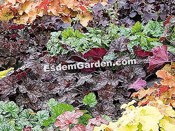 Heucheres (Heuchera): ๋ฐ๊ฒฌํด์ผ ํ ํ์ข
- ์์ต๋๋ค ํด ์ฒด๋ผ-์ํ ๋ง๋ -๋ฃจ์คํฐ์นด