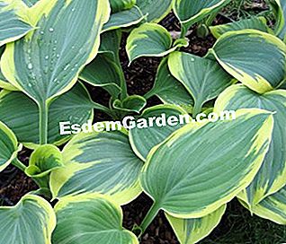 Hostas, fogliame colorato per angoli ombrosi - (cuore) Hosta 'Liberty' - S.Chaillot