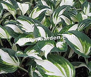 Hostas, fogliame colorato per angoli ombrosi - (colorato) Hosta