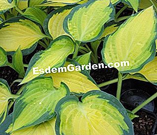 Hostas, fogliame colorato per angoli ombrosi - (hostas) Hosta 'Orange Marmelade' - S. Chaillot