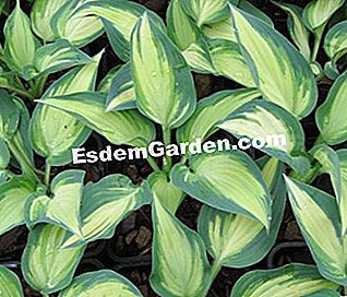 Hostas, fogliame colorato per angoli ombrosi - (fogliame) Hosta 'Extasy' - S. Chaillot
