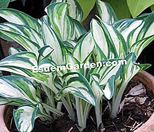 Hostas, fogliame colorato per angoli ombrosi - (ombra) Hosta 'Fireworks' - S. Chaillot