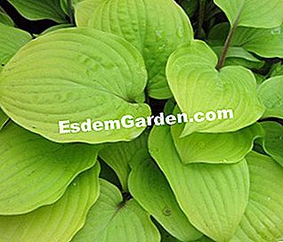 Hostas, fogliame colorato per angoli ombrosi - (cuore) Hosta 'Fire Island' - S. Chaillot
