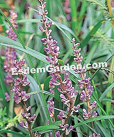 Bagaimana untuk memasang liriope di taman - (liriope) Liriope muscari