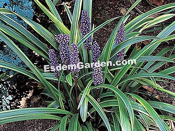 Bagaimana untuk memasang liriope di taman - (untuk) Liriope variegated muscari