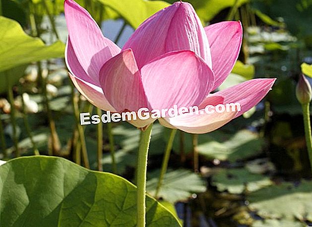 Wie man dem Lotos folgt - (Lotus) Heiliger Lotus (Nelumbo nucifera) - Latour-Marliac