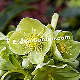 Bagaimana untuk memulihkan tanaman doped - (doped) Helleborus x sternii - F. Marre - EsdemGarden
