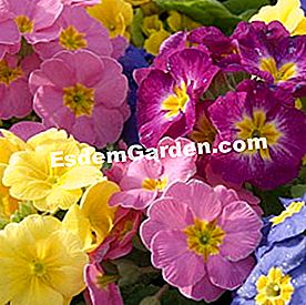 Bagaimana untuk memulihkan tanaman doped - (doped) Primula acaulis - F. Marre - EsdemGarden