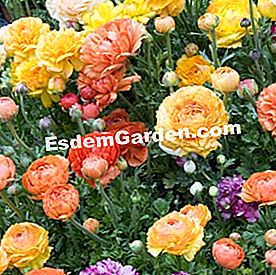 Bagaimana untuk memulihkan tanaman doped - (yang) Ranunculus asiaticus - F. Marre - EsdemGarden