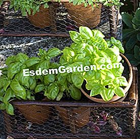 Bagaimana untuk memulihkan tanaman doped - (doped) Basil (Ocimum sp.) Dalam periuk