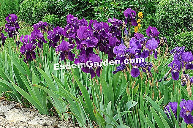 Iris con raíces desnudas - (suelo) F.Marre - EsdemGarden - Delange de jardín