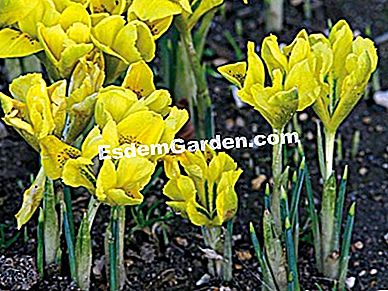 Kerdil Irises (I. danfordiae dan I.reticulata) - (atau) Iris danfordiae