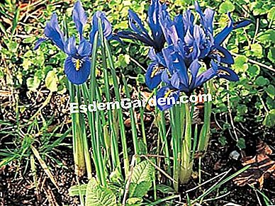 Kerdil Irises (I. danfordiae dan I.reticulata) - (reticulata) Iris reticulata - F. Marre - EsdemGarden