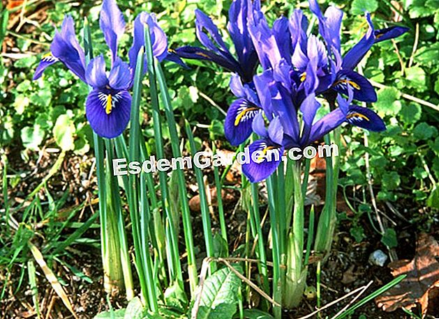 Kerdil Irises (I. danfordiae dan I.reticulata) - (reticulata) Iris reticulata (Dwarf Iris) - F. Marre - EsdemGarden