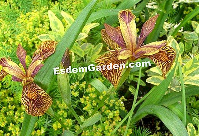 Dia berjalan dia berjalan, iris x 'Holden Clough'! - (berjalan) Iris 'Holden Clough' - N. Vialard