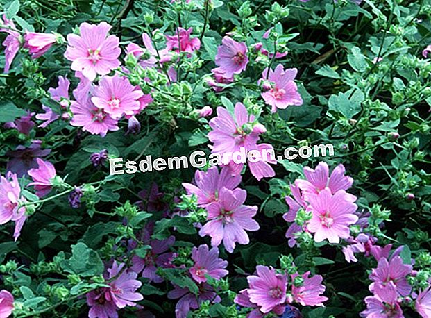 Lavatera 'Candy Floss' - (arbusto) Lavatera