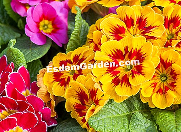 Primroses: trezirea grădinii - (flori) Primroze în floare, aproape