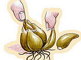 リリー・オブ・ザ・マドンナ:分裂または植物 - (マドンナ) マリーナのユリ - ジョエル・ボルディエ - ルスティカの分裂