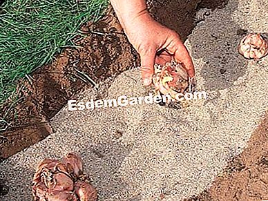 リリー・オブ・ザ・マドンナ:分裂または植物 - (マドンナ) マドンナのユリを植える - F. Marre - EsdemGarden