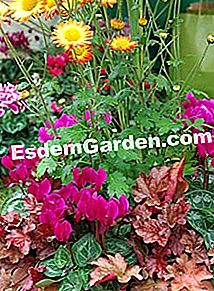 Menyedari tukang kebun musim gugur: 3 proposisi - (gugur) Chrysanthemum, heucheria dan cyclamen - F. Marre - EsdemGarden