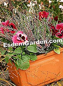 Menyedari tukang kebun musim gugur: 3 proposisi - (gugur) Heather dan pemikiran - F. Marre - Le Bois Pinard - EsdemGarden
