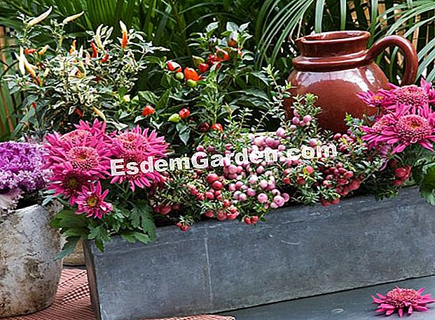 Menyedari tukang kebun musim gugur: 3 proposisi - (kebun) Chrysanthemums dan pernettyas untuk penanam musim gugur yang tahan - F. Marre - Gally Farmyard - EsdemGarden