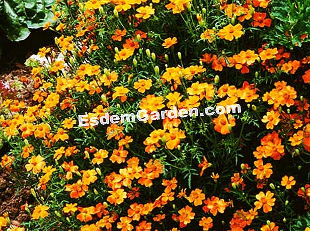 Taget colorat Bret - EsdemGarden - Clos du Coudray