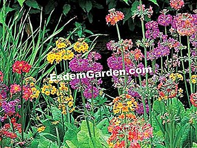 Berbunga besar. Apa yang menanam abu dalam baldi (dan bagaimana)? - (berbunga) Primrose of Japan