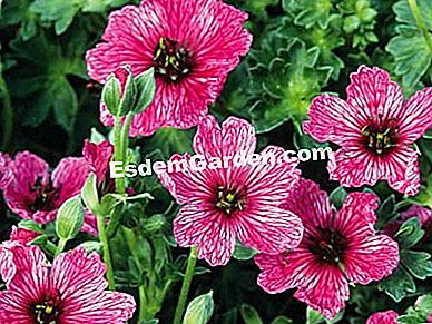 Berbunga besar. Apa yang menanam abu dalam baldi (dan bagaimana)? - (menanam) Geranium saka - F. Marre - EsdemGarden
