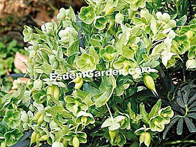 Berbunga besar. Apa yang menanam abu dalam baldi (dan bagaimana)? - (baldi) Hellebore - F. Marre - EsdemGarden