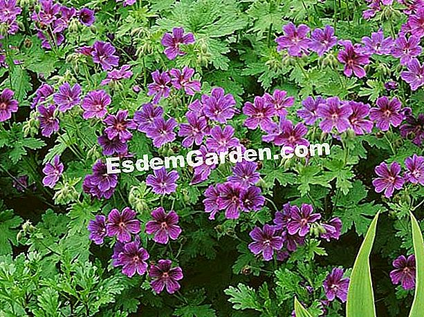 Berbunga besar. Apa yang menanam abu dalam baldi (dan bagaimana)? - (yang) Geranium saka yang besar
