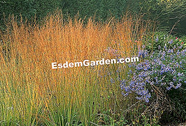 Kék Molinie (Molinia cærulea ssp Arundinacea) - cærulea Kék Molinie (Molinia cærulea ssp Arundinacea)