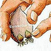 Moltiplicare il giglio - (bulbo) Rimuovi le squame dall'aspetto dei bulbletti