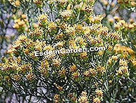 Asters yang berubah - (asters) Aster linosyris - F. Marre - EsdemGarden