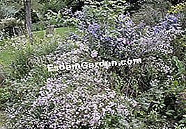 Asters yang berubah - (bunga) Aster gracillimus lævis 'Calliope' dan Aster 'Kylie'