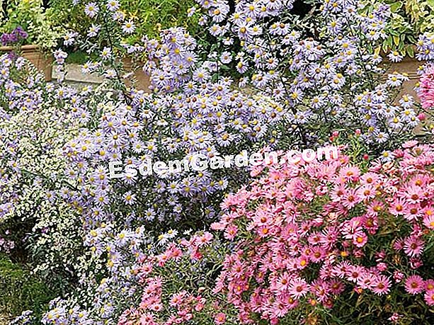 Asters yang berubah - (untuk) Untuk mendapatkan massif berwarna-warni, campurkan pelbagai jenis aster - F. Marre - EsdemGarden