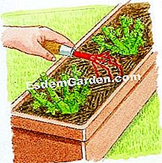Ambil pelargonium-ivy - (penanam) Cakar bumi
