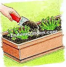 Ambil pelargonium-ivy - (penanam) Mulching tukang kebun