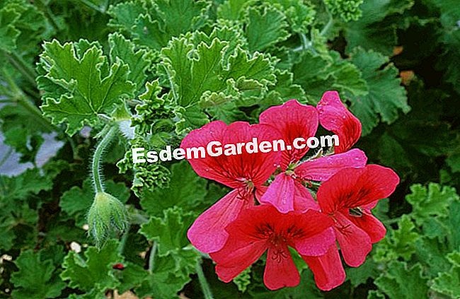 Ambil pelargonium-ivy - (ambil) F.Marre - EsdemGarden